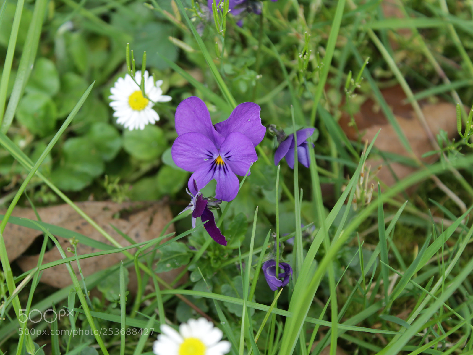 Canon EOS 1300D (EOS Rebel T6 / EOS Kiss X80) sample photo. Img photography