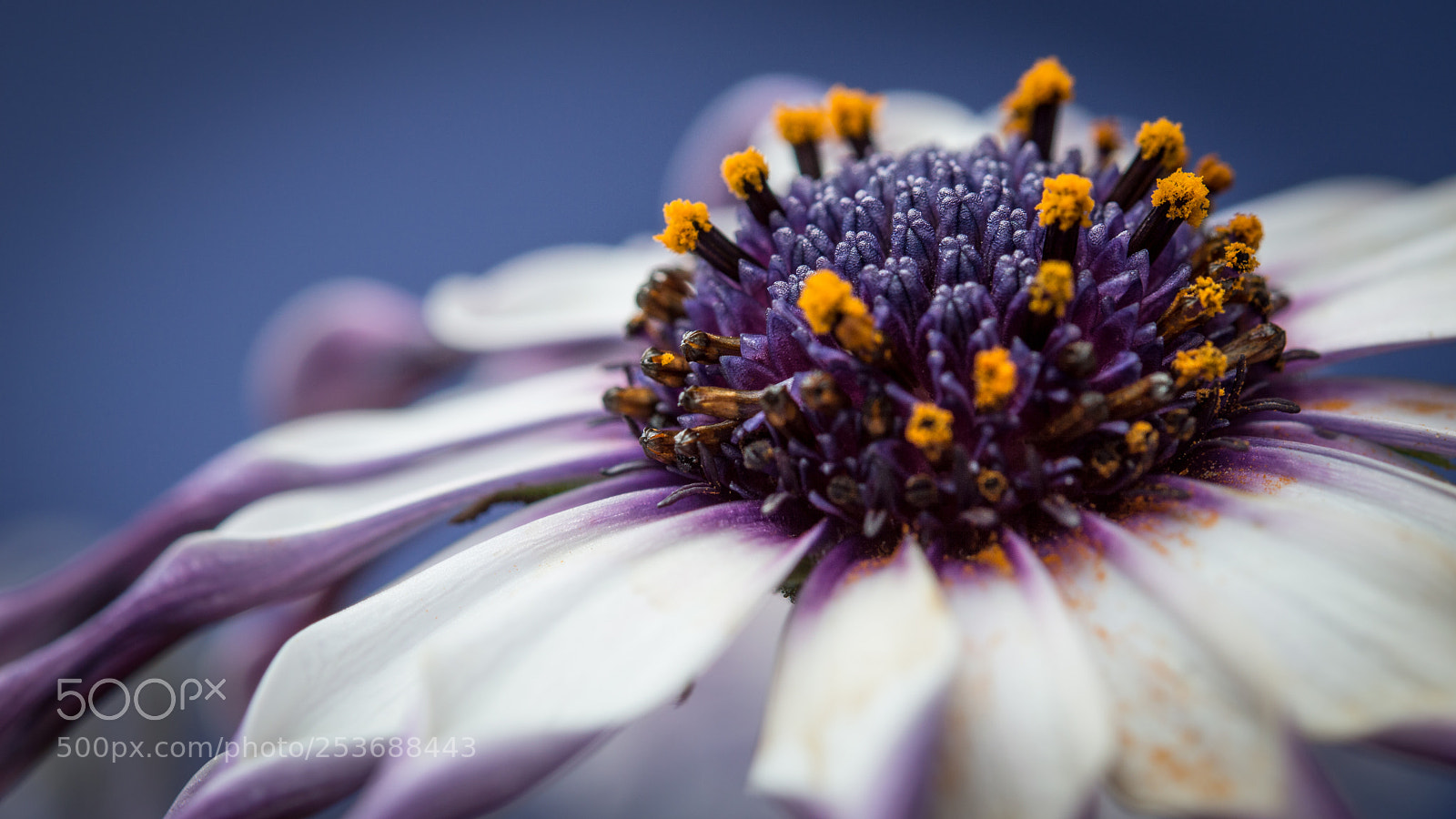Nikon D3200 sample photo. Bloom photography