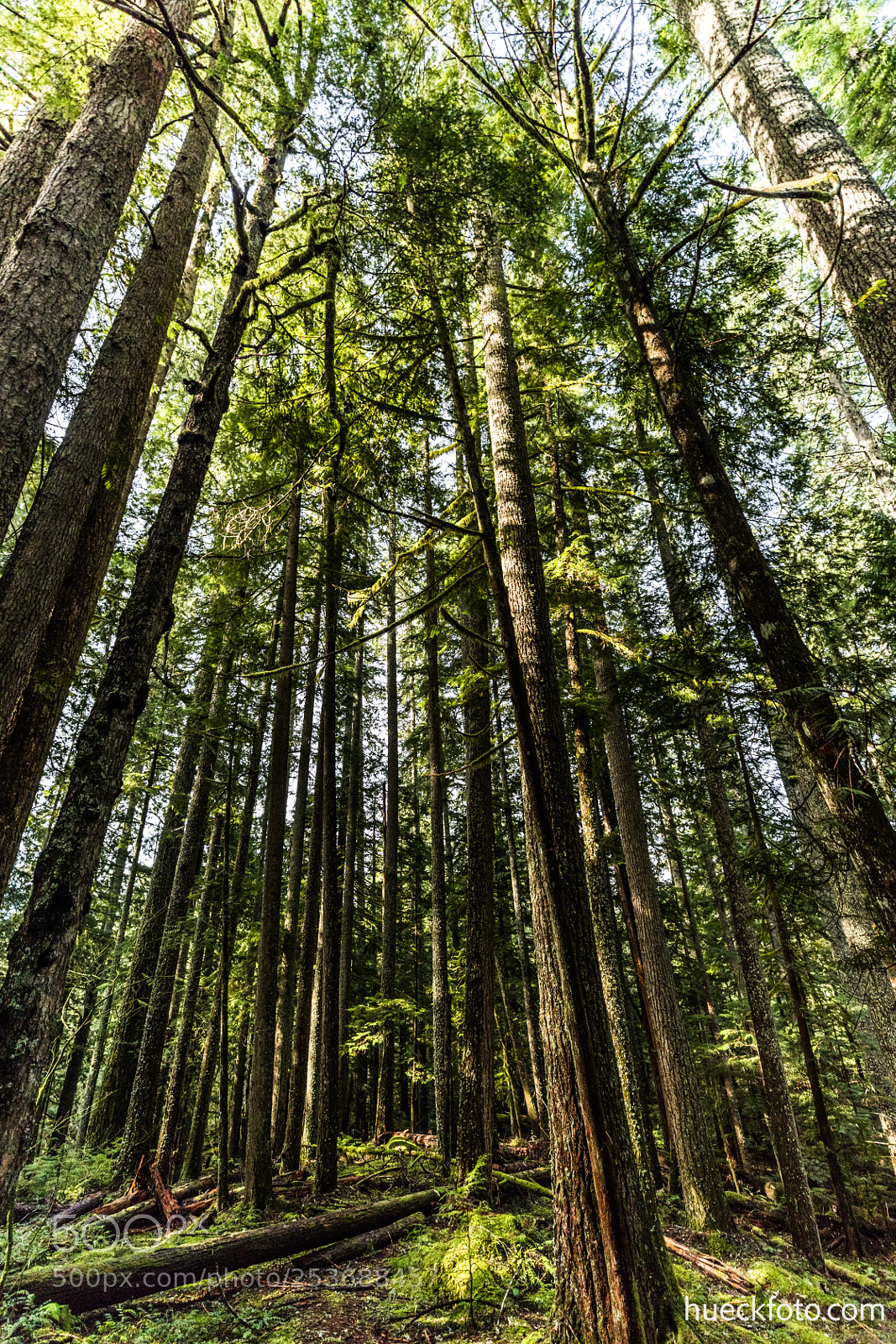 Canon EOS 5D Mark IV sample photo. Mt rainier photography