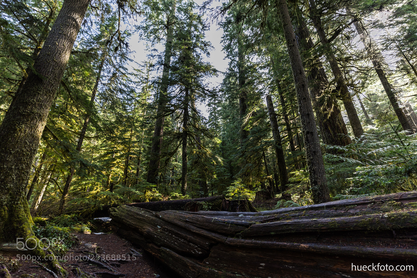 Canon EOS 5D Mark IV sample photo. Mt rainier photography