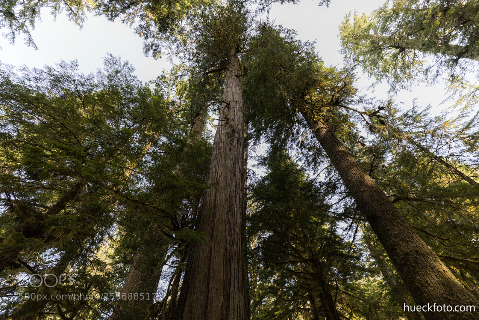 Canon EOS 5D Mark IV sample photo. Mt rainier photography