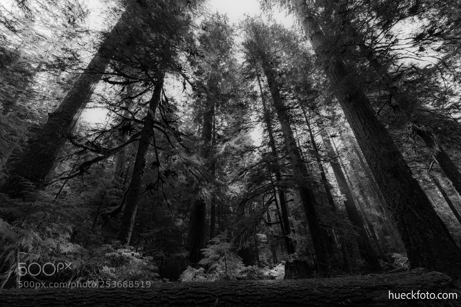 Canon EOS 5D Mark IV sample photo. Mt rainier photography