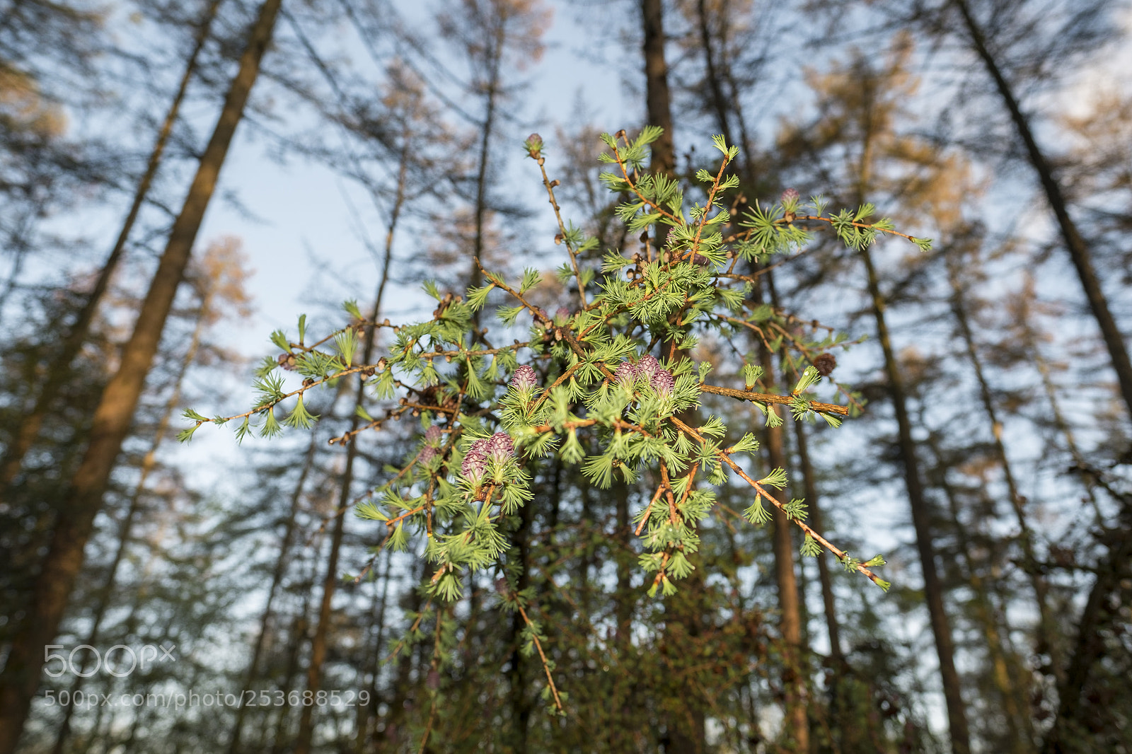 Fujifilm X-Pro1 sample photo. Old and new pine photography