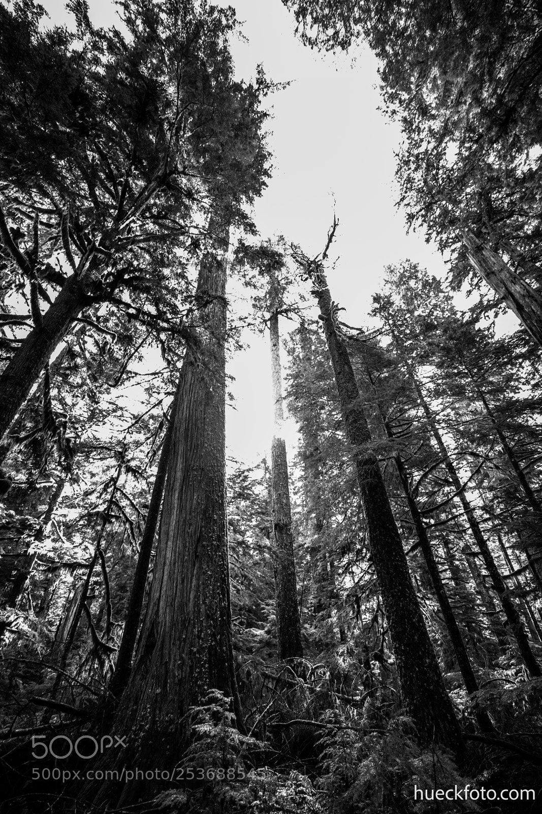 Canon EOS 5D Mark IV sample photo. Mt rainier photography