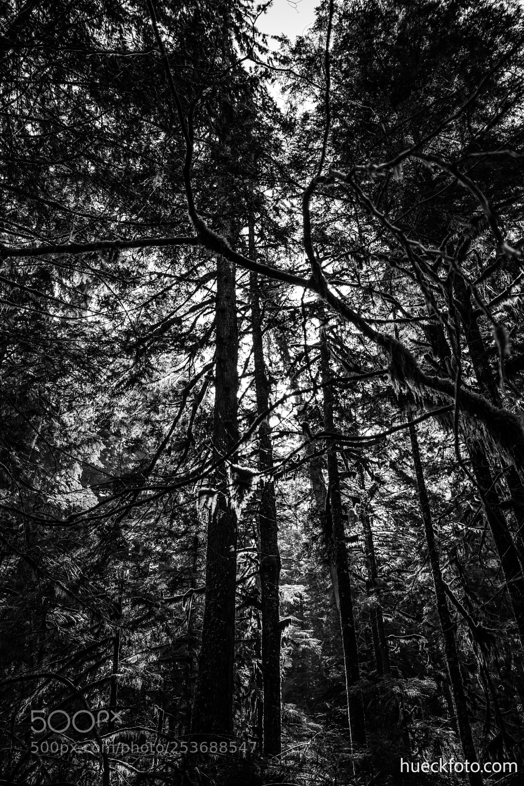 Canon EOS 5D Mark IV sample photo. Mt rainier photography