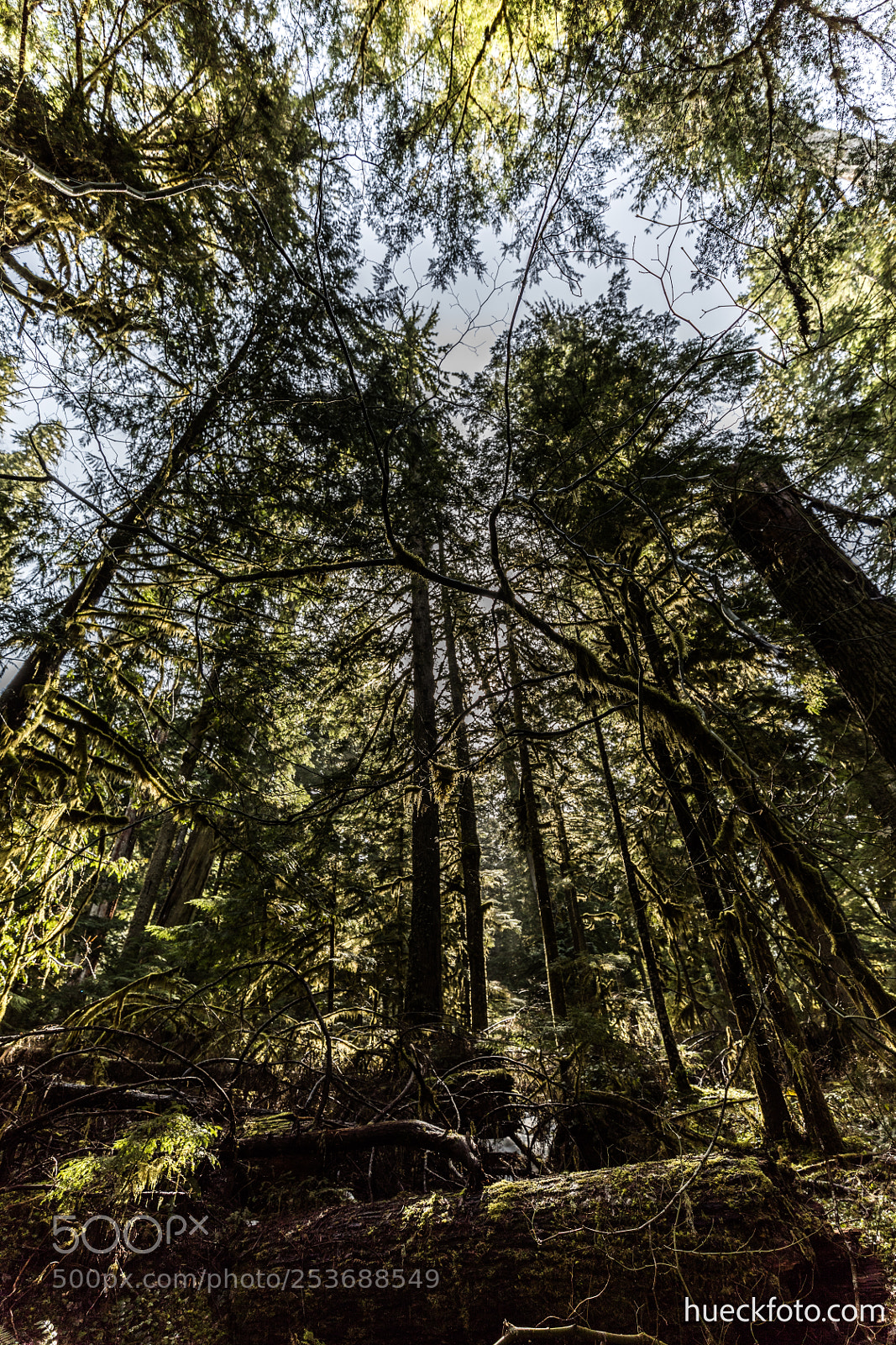Canon EOS 5D Mark IV sample photo. Mt rainier photography