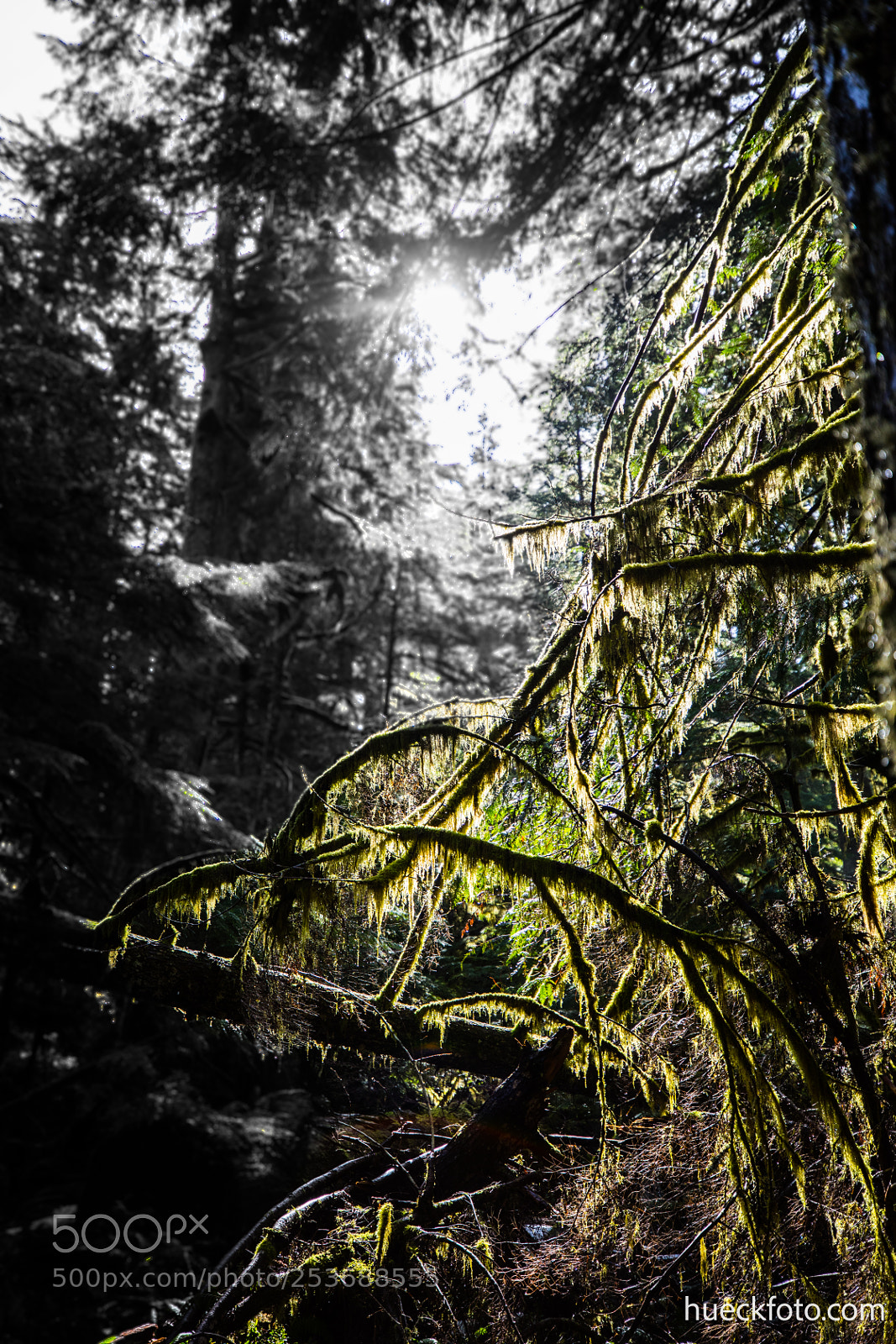 Canon EOS 5D Mark IV sample photo. Mt rainier photography