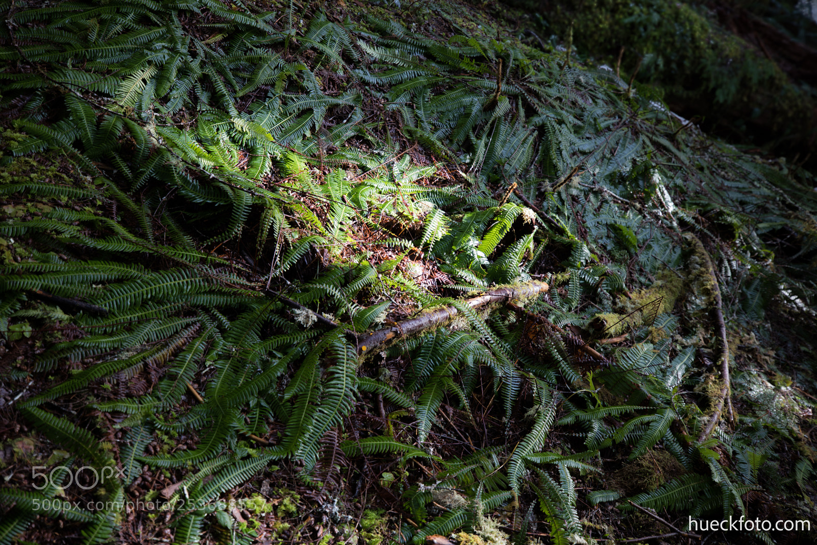 Canon EOS 5D Mark IV sample photo. Mt rainier photography