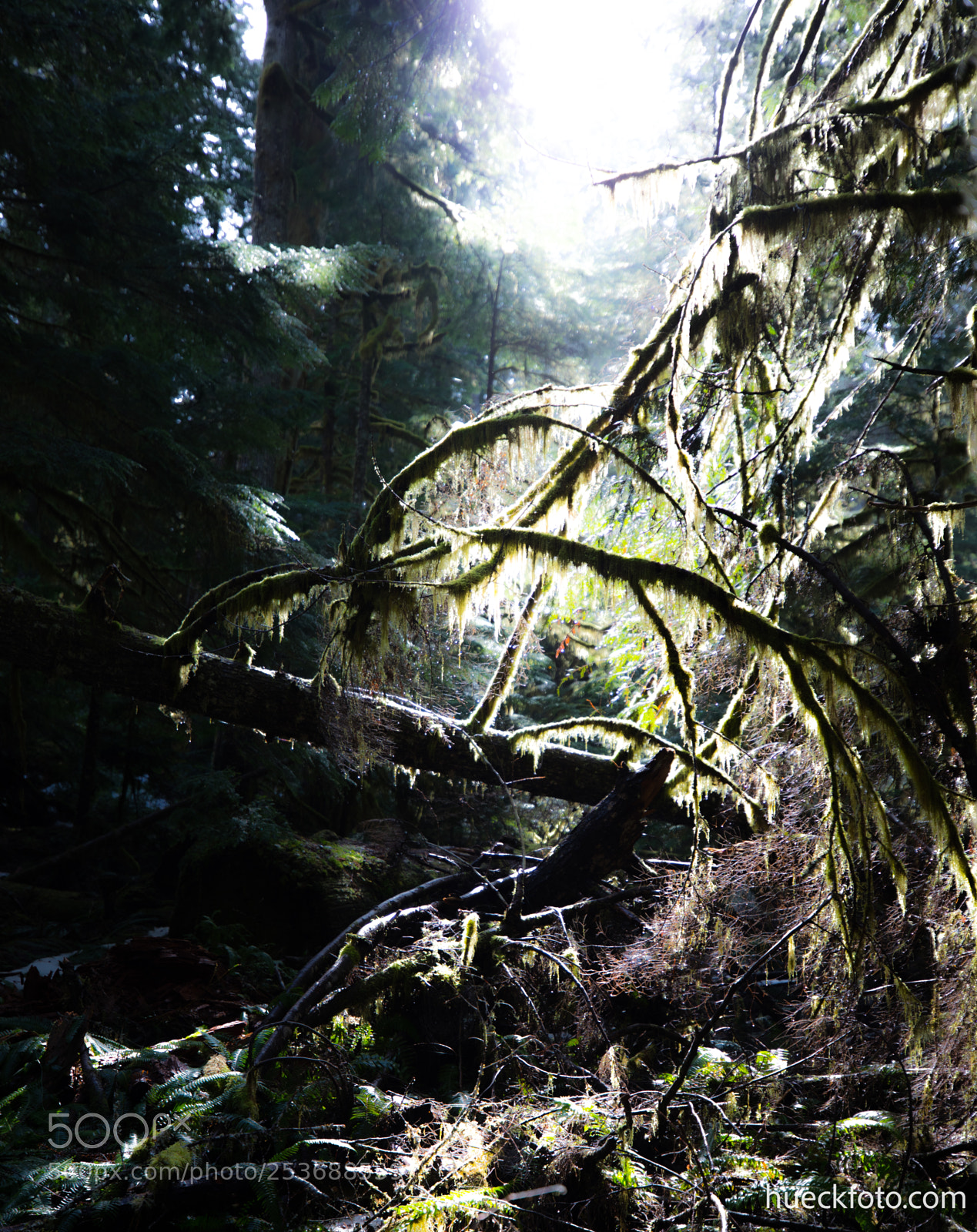 Canon EOS 5D Mark IV sample photo. Mt rainier photography