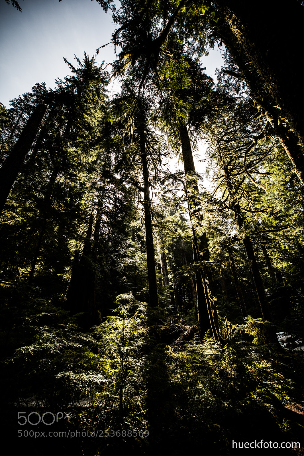 Canon EOS 5D Mark IV sample photo. Mt rainier photography