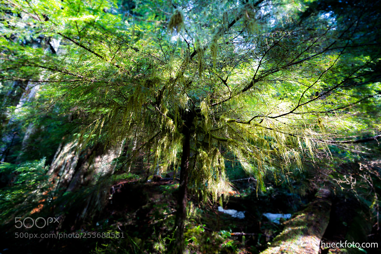 Canon EOS 5D Mark IV sample photo. Mt rainier photography