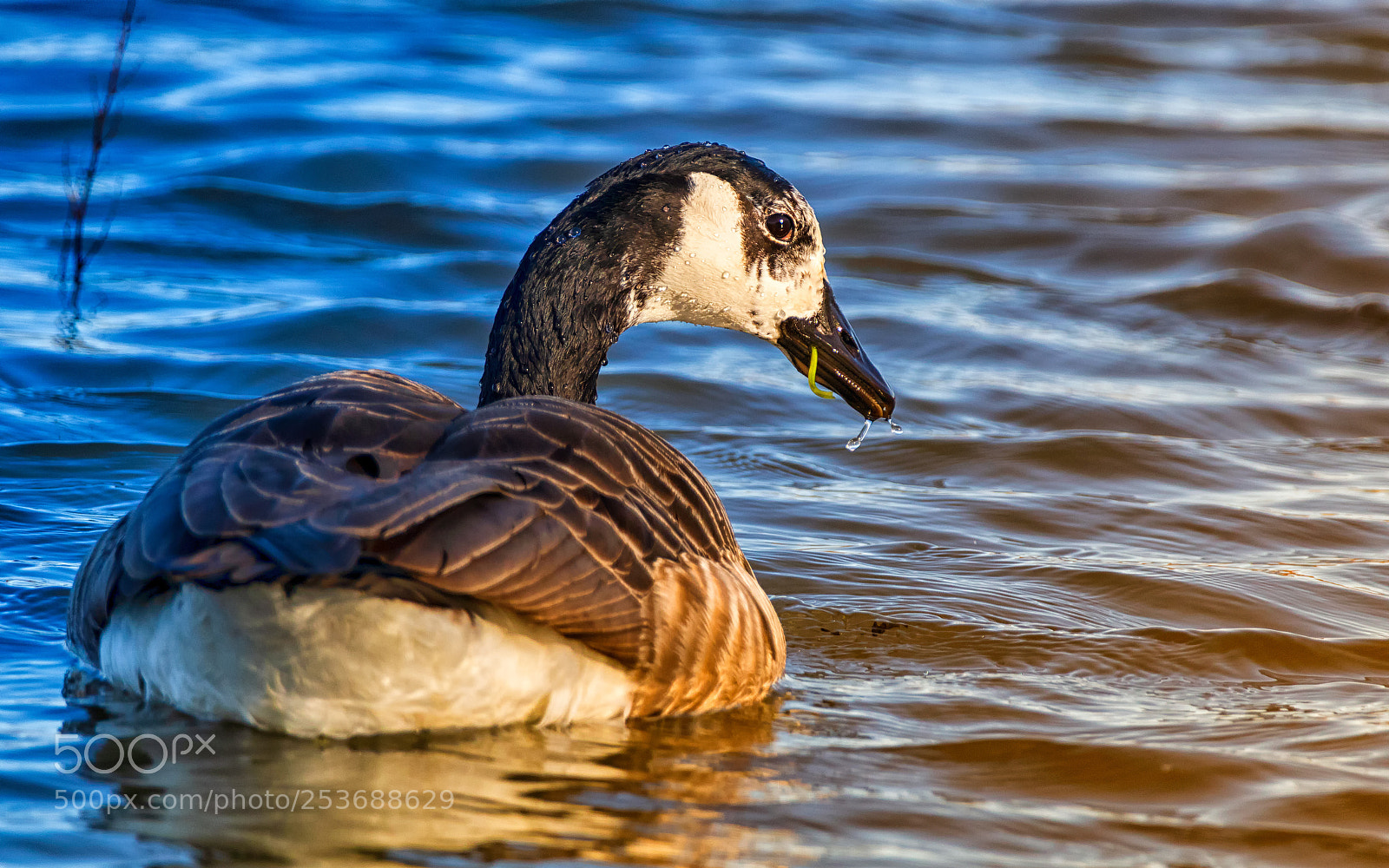 Canon EOS 80D sample photo. Canada goose photography