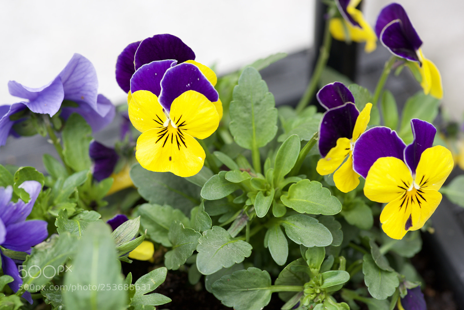 Nikon D810 sample photo. Pansy photography