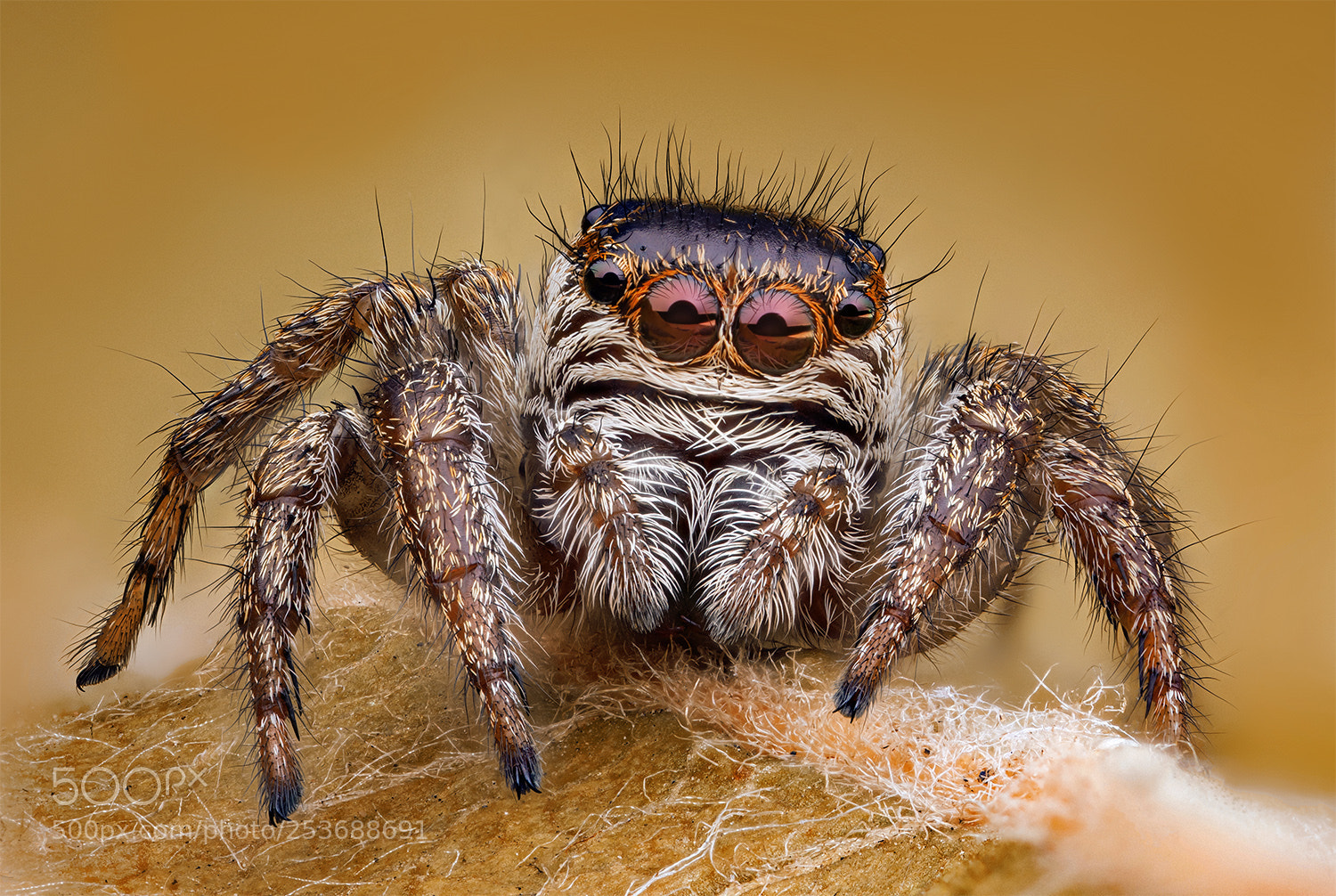 Canon EOS 5D Mark II sample photo. (evarcha arcuata) photography