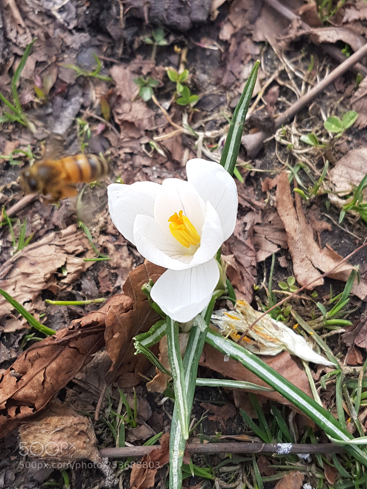 Samsung Galaxy S7 sample photo. Sign of spring photography