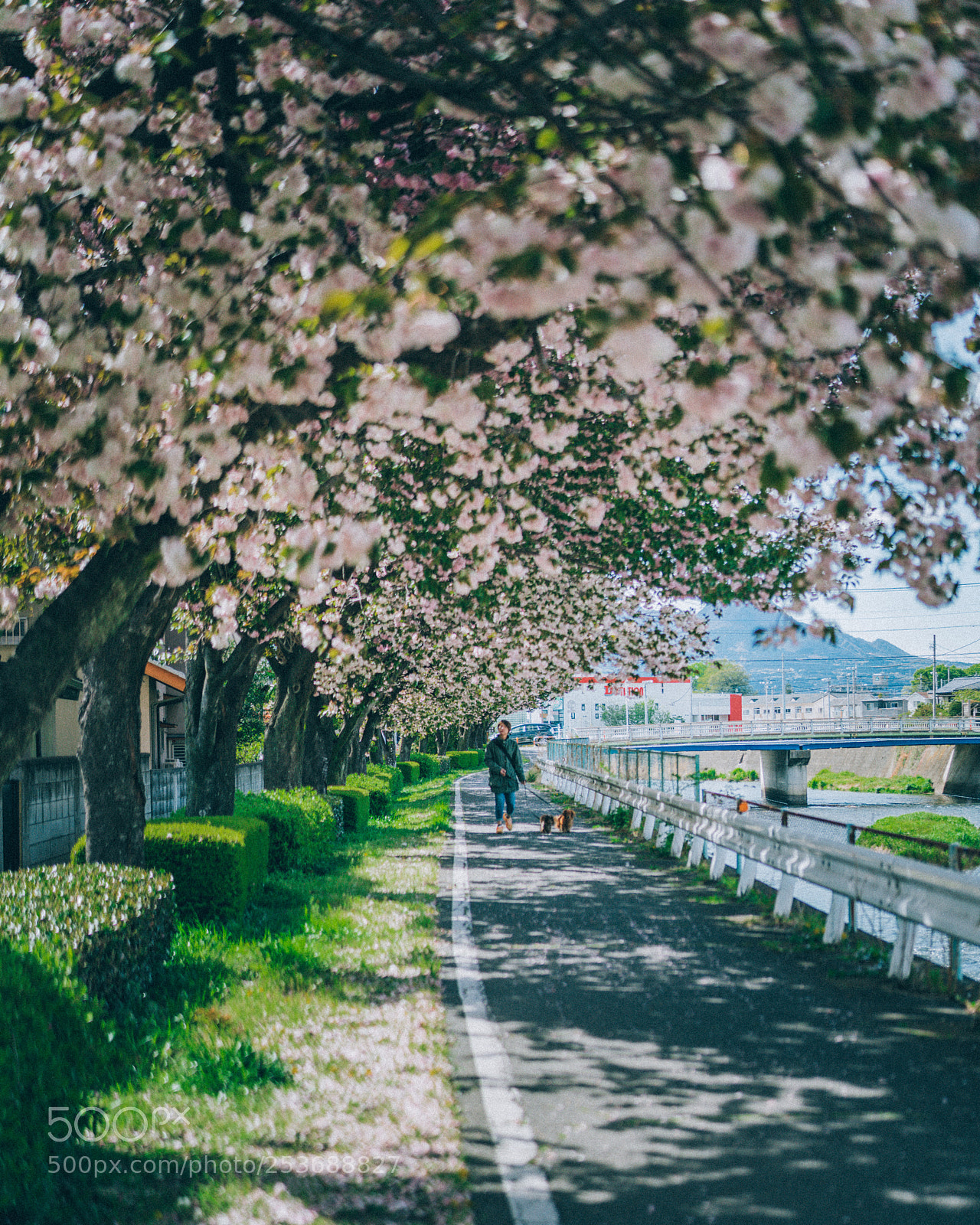 Sony a7R III sample photo. Spring of cherry trees photography