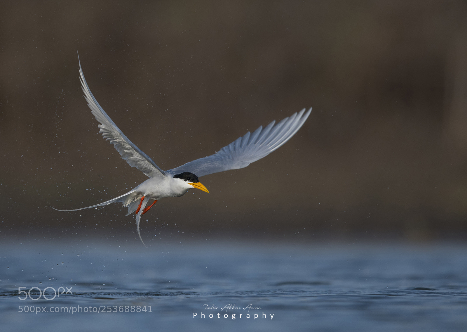 Nikon D500 sample photo. The river tern photography