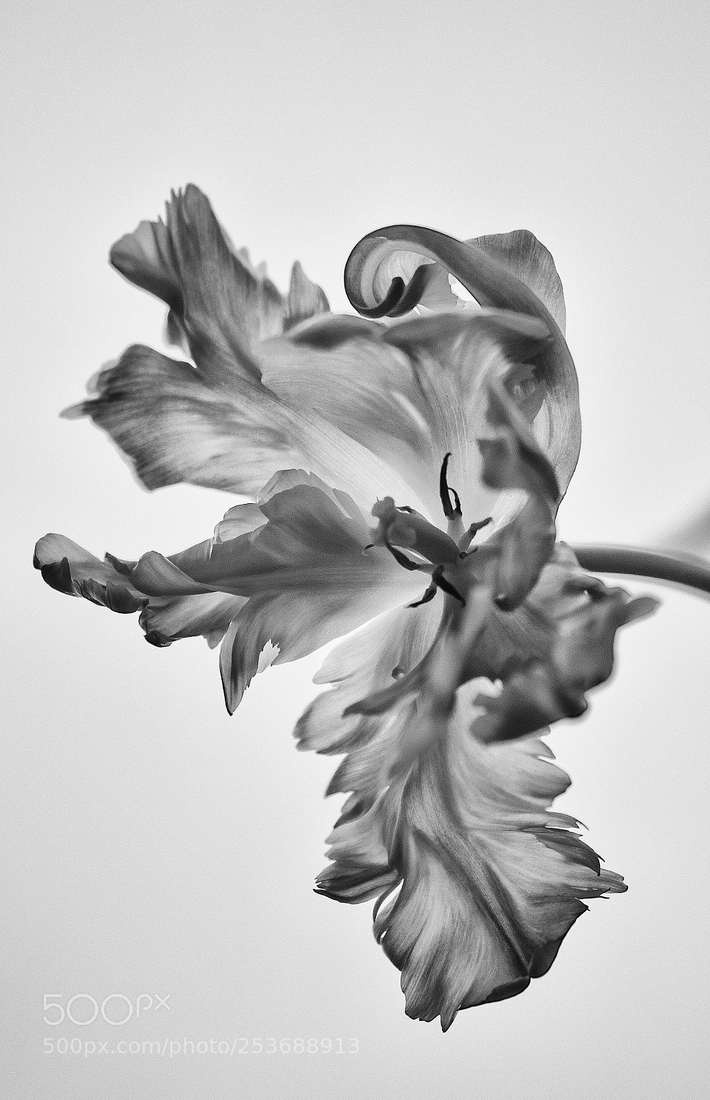 Olympus OM-D E-M1 Mark II sample photo. Abstract flowerr photography