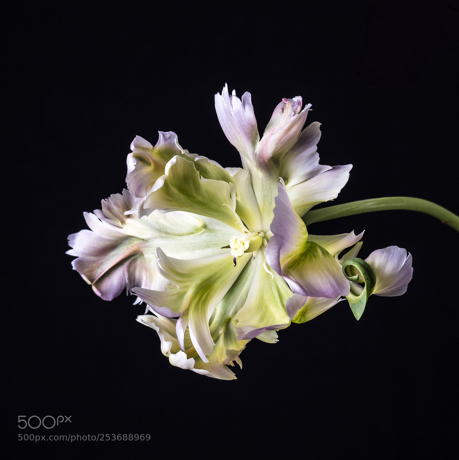 Olympus OM-D E-M1 Mark II sample photo. Petals photography