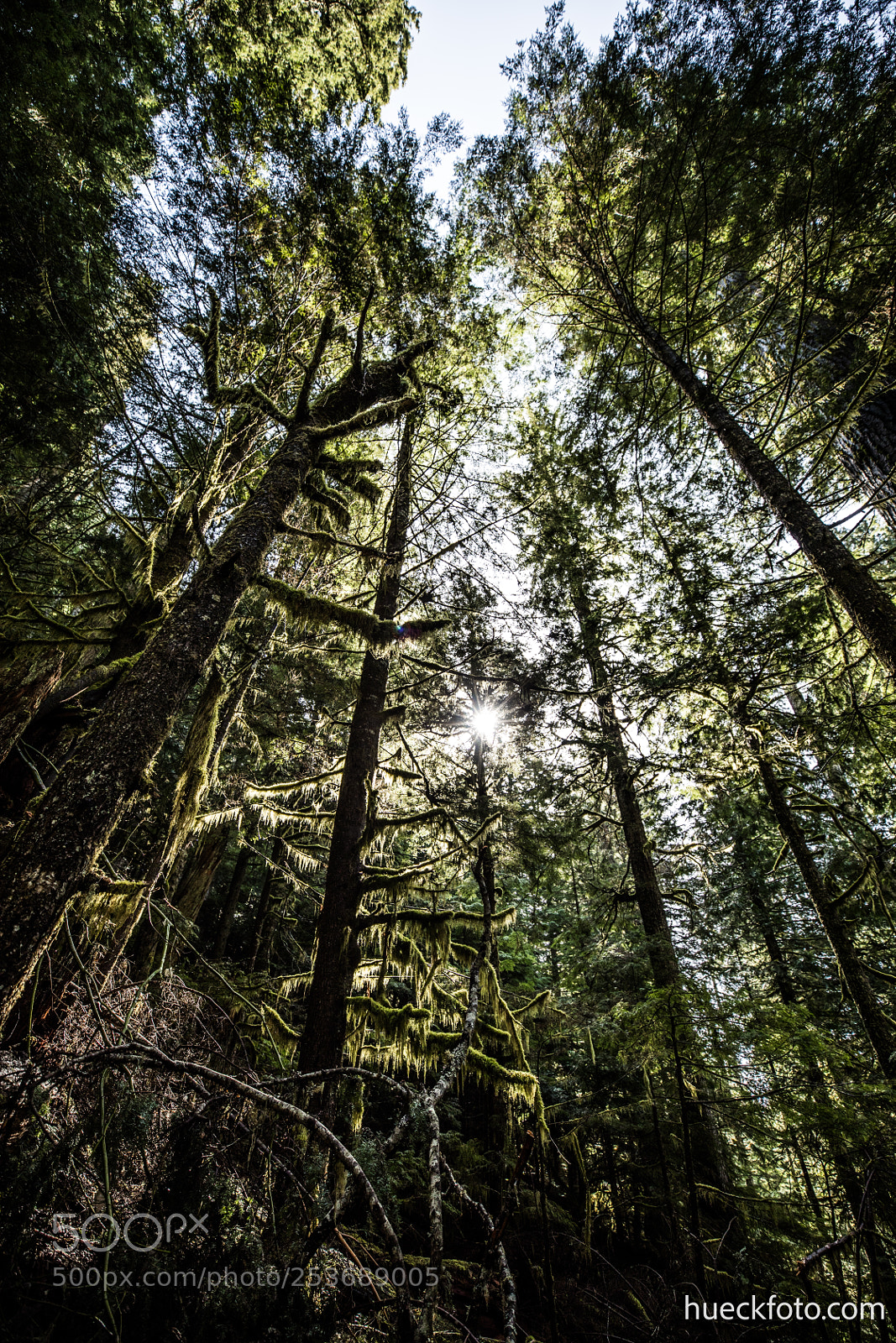 Canon EOS 5D Mark IV sample photo. Mt rainier photography