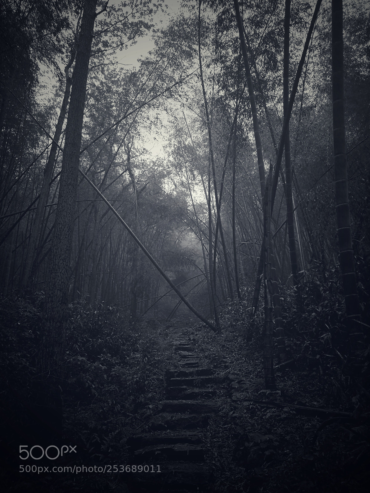 HUAWEI P10 Plus sample photo. Jungle trail photography
