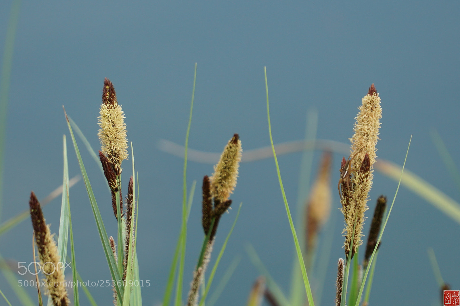 Sony a6500 sample photo. Carex sp photography