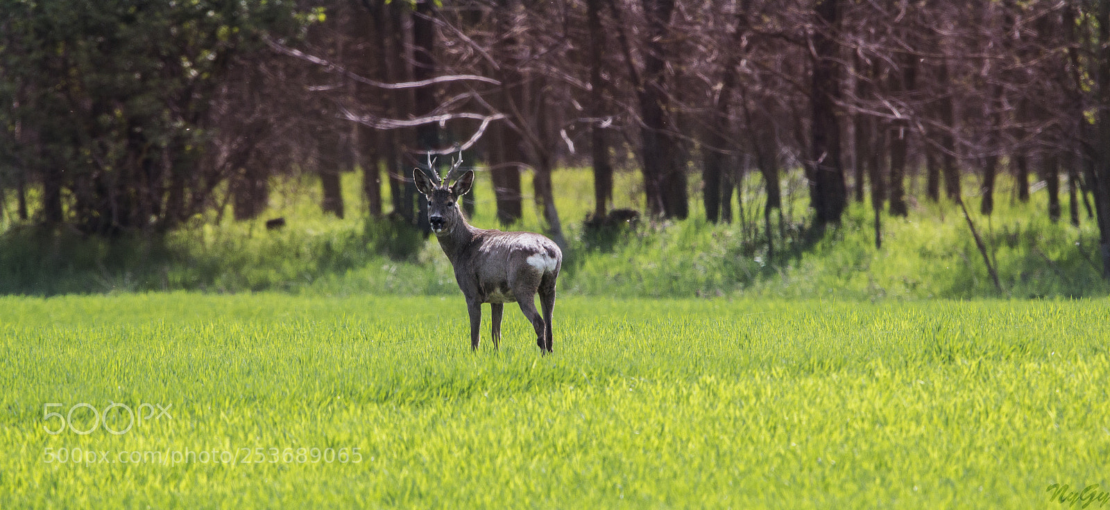 Canon EOS 70D sample photo. In light photography
