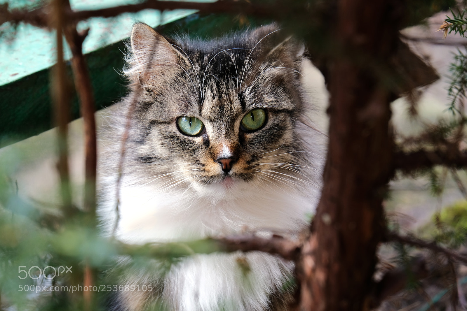 Fujifilm X-T20 sample photo. Wise cat photography