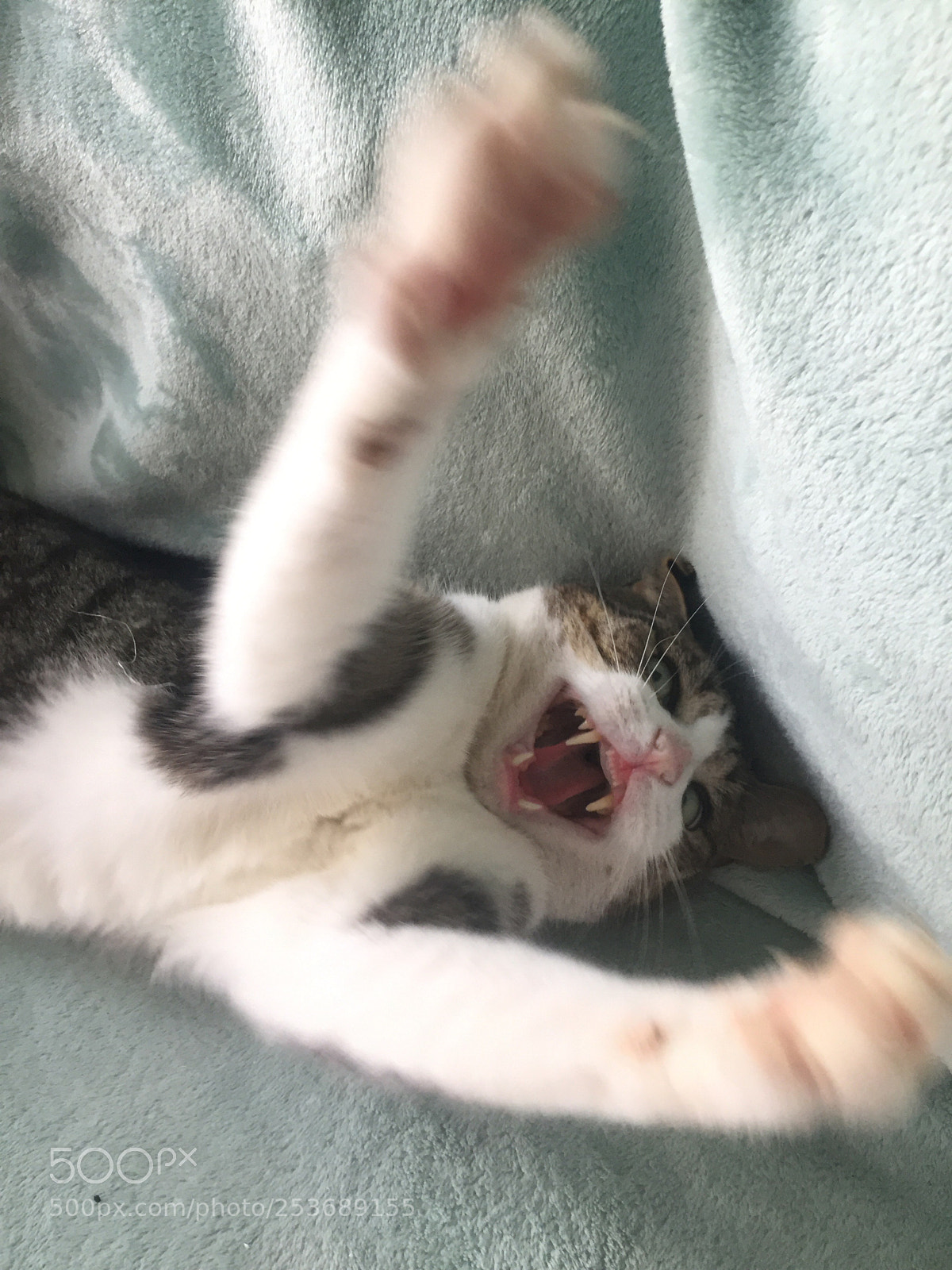 Apple iPhone 6 sample photo. Cat in action photography