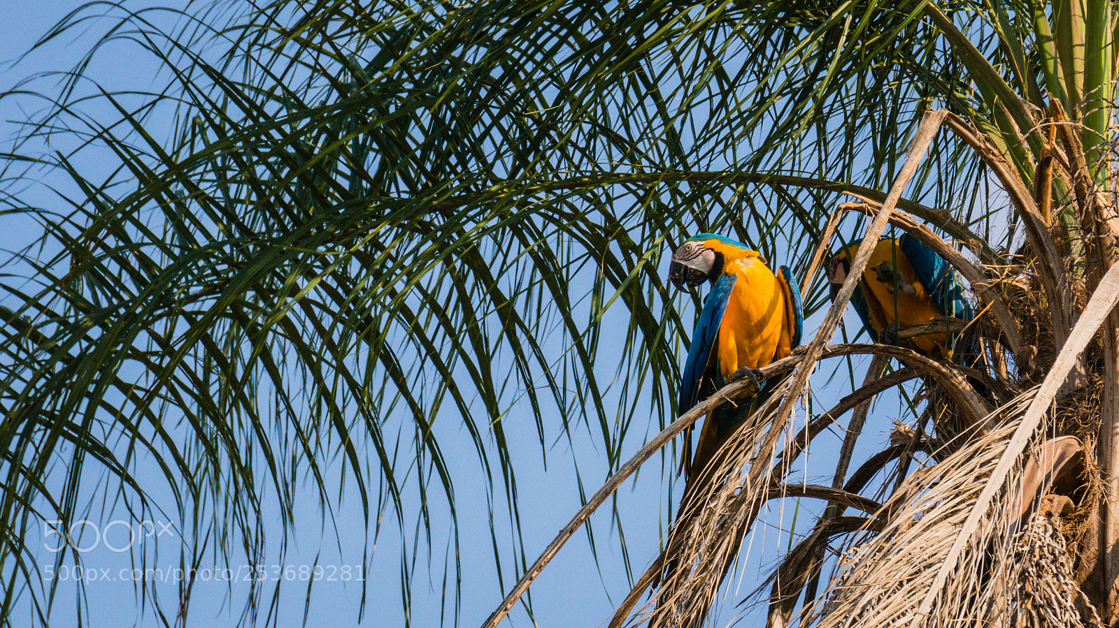 Sony Alpha NEX-5R sample photo. Blue and gold macaw photography