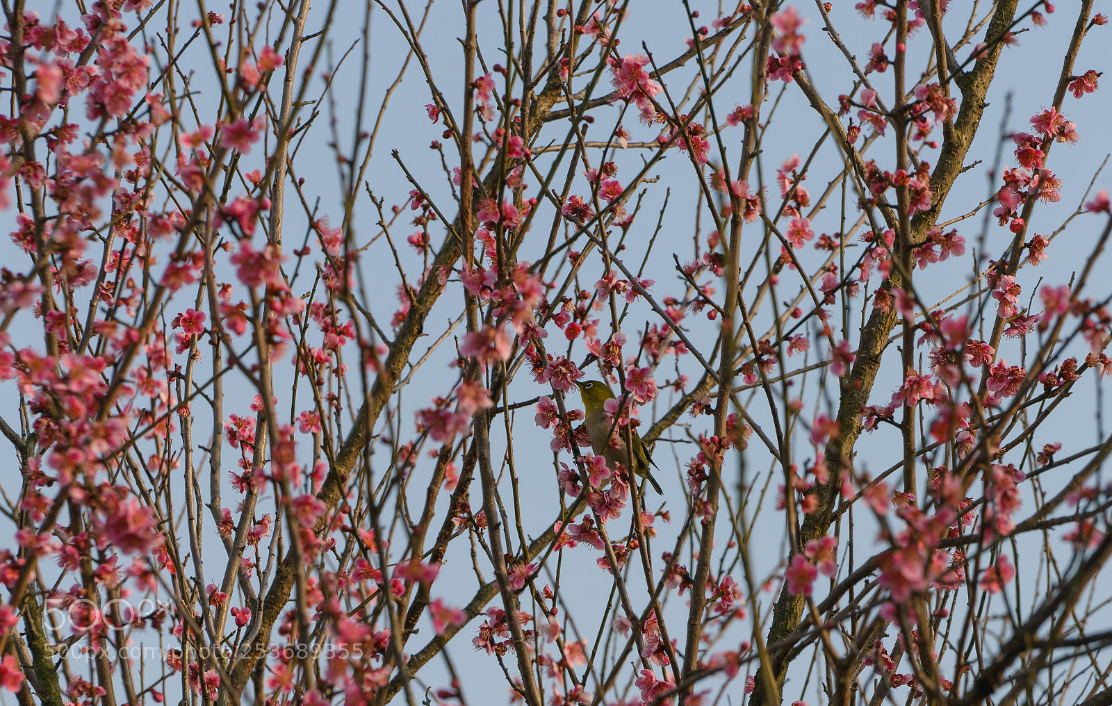 Sony a7 sample photo. Plum photography