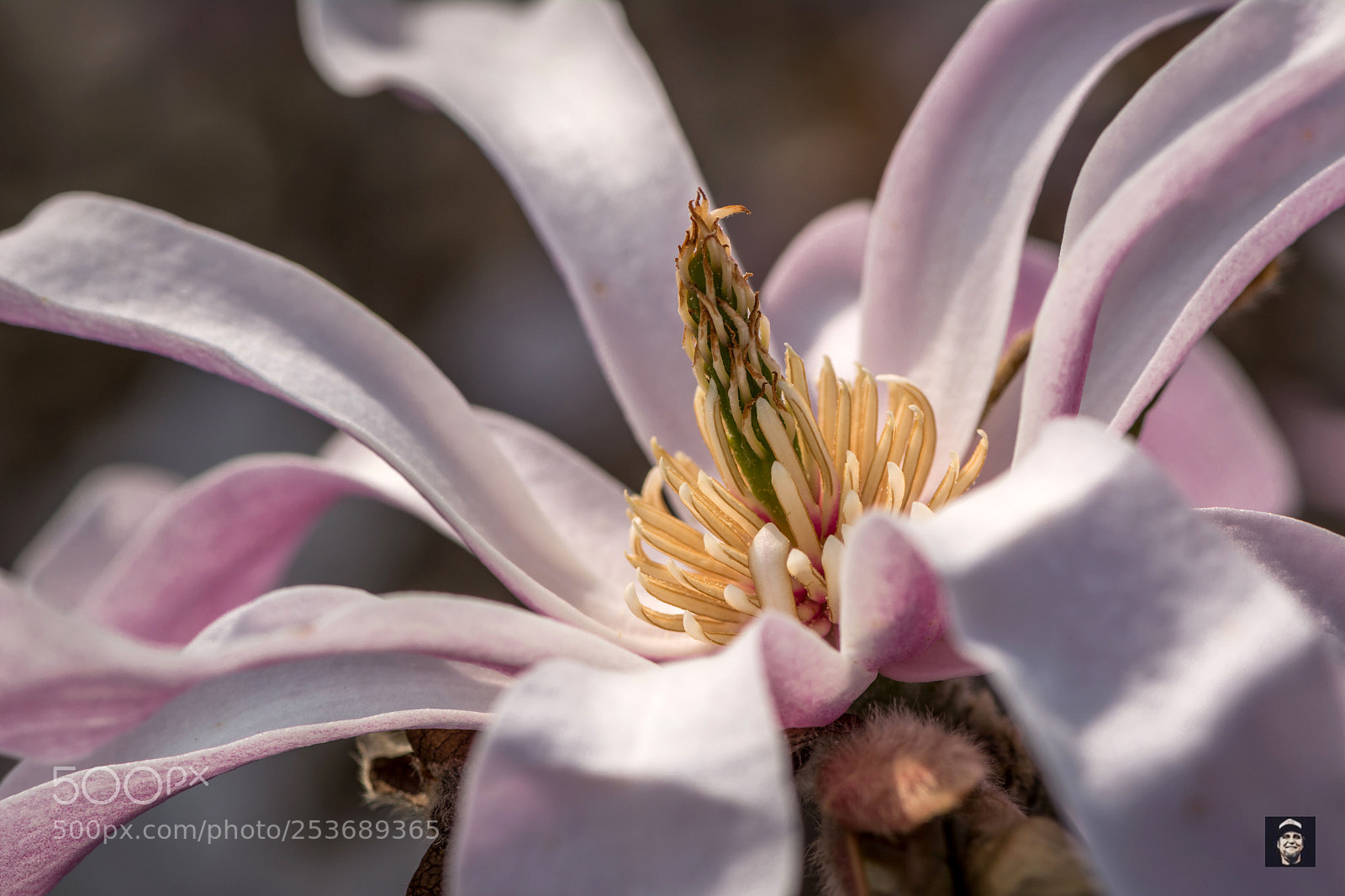 Nikon D5200 sample photo. Flower power ,....... photography