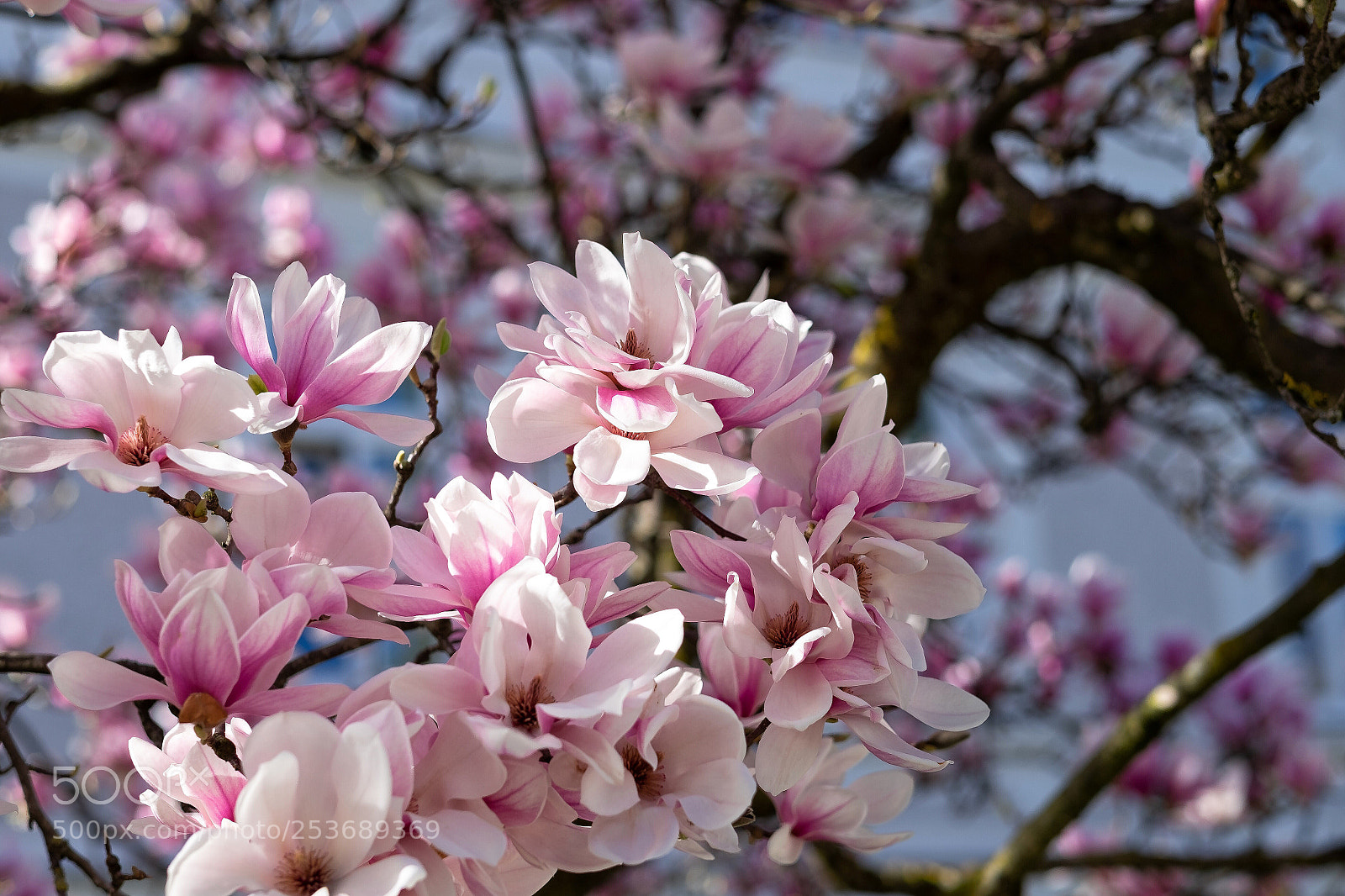 Fujifilm X-T1 sample photo. Frühling austria  photography