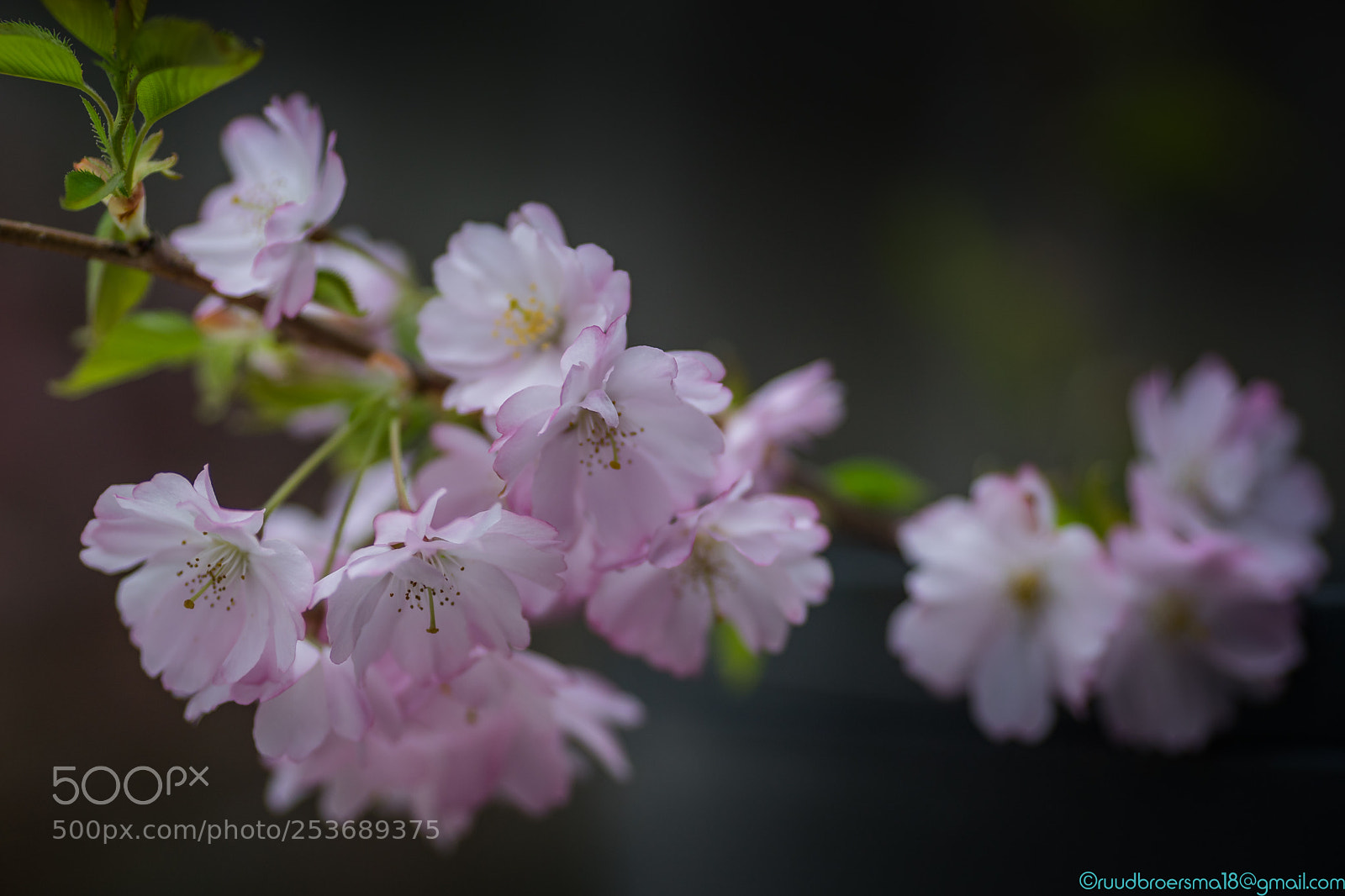 Sony a7 II sample photo. Spring blossom photography