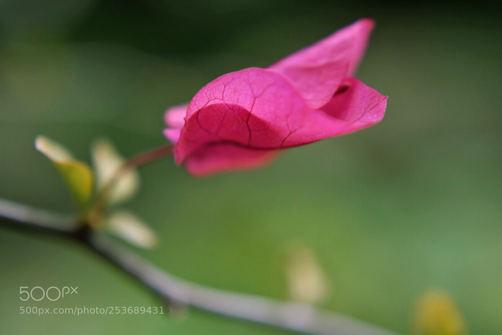 Nikon D7200 sample photo. 三角梅. photography
