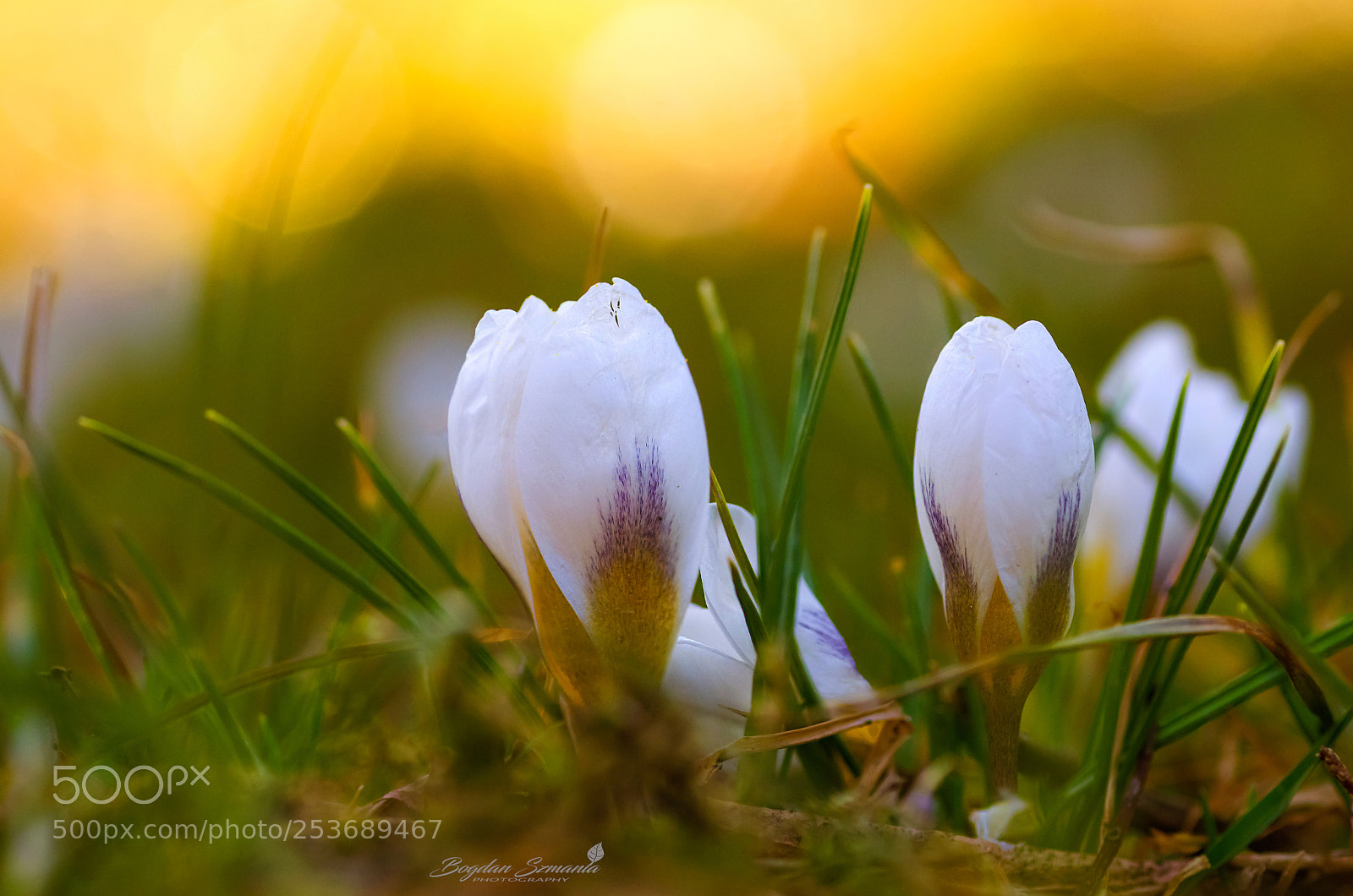 Nikon D5200 sample photo. Spring photography