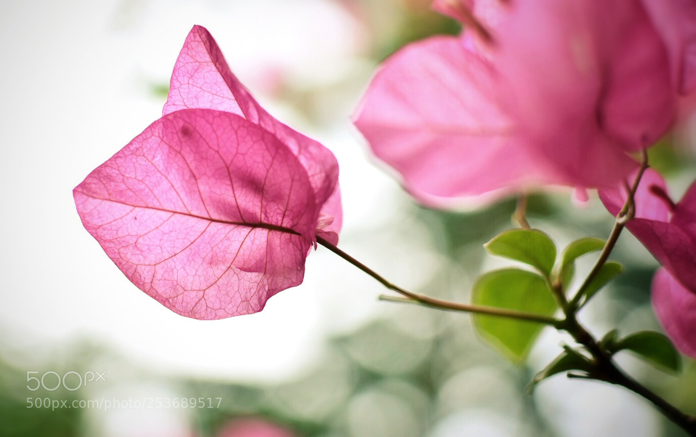 Nikon D7200 sample photo. 三角梅.. photography