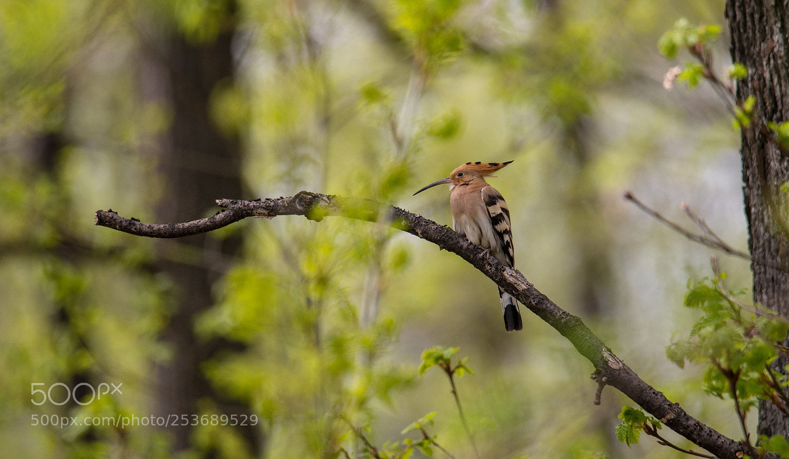 Nikon D610 sample photo. Hoopoe photography