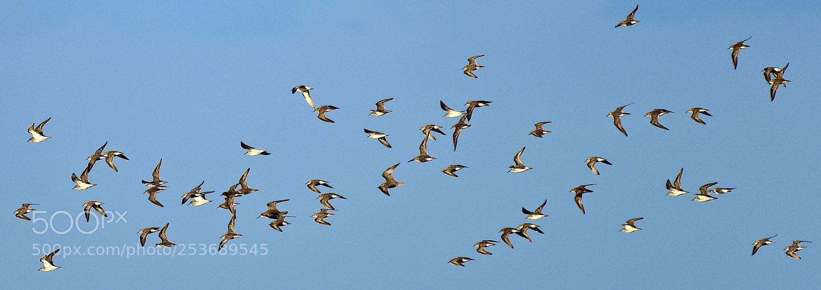 Nikon D810 sample photo. Crowded skies photography