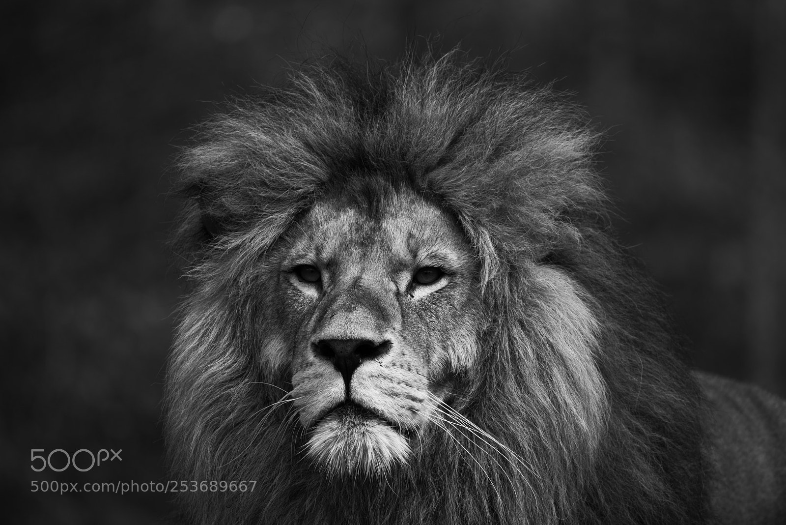 Nikon D810 sample photo. Metro goldwyn mayer photography