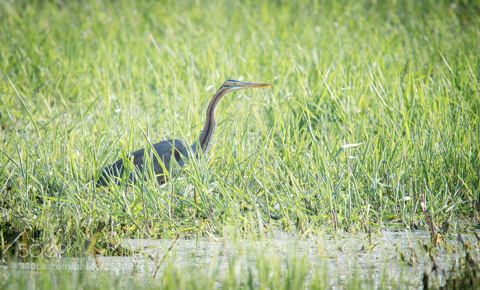 Nikon D610 sample photo. Héron pourpré photography