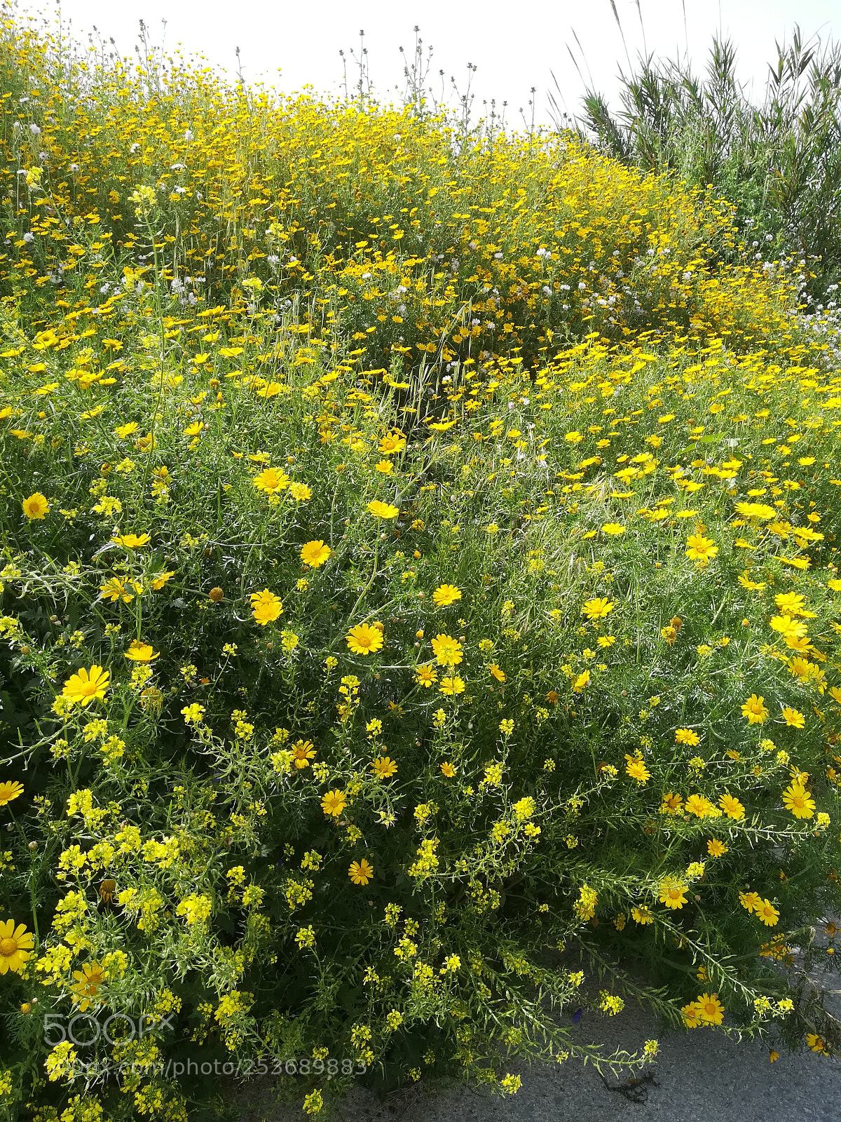 HUAWEI PRA-LX1 sample photo. Untitled photography