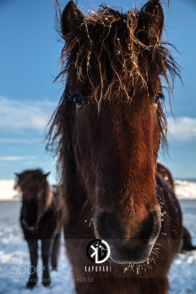 Canon EOS-1D Mark IV sample photo. Icelandic horse #2 photography