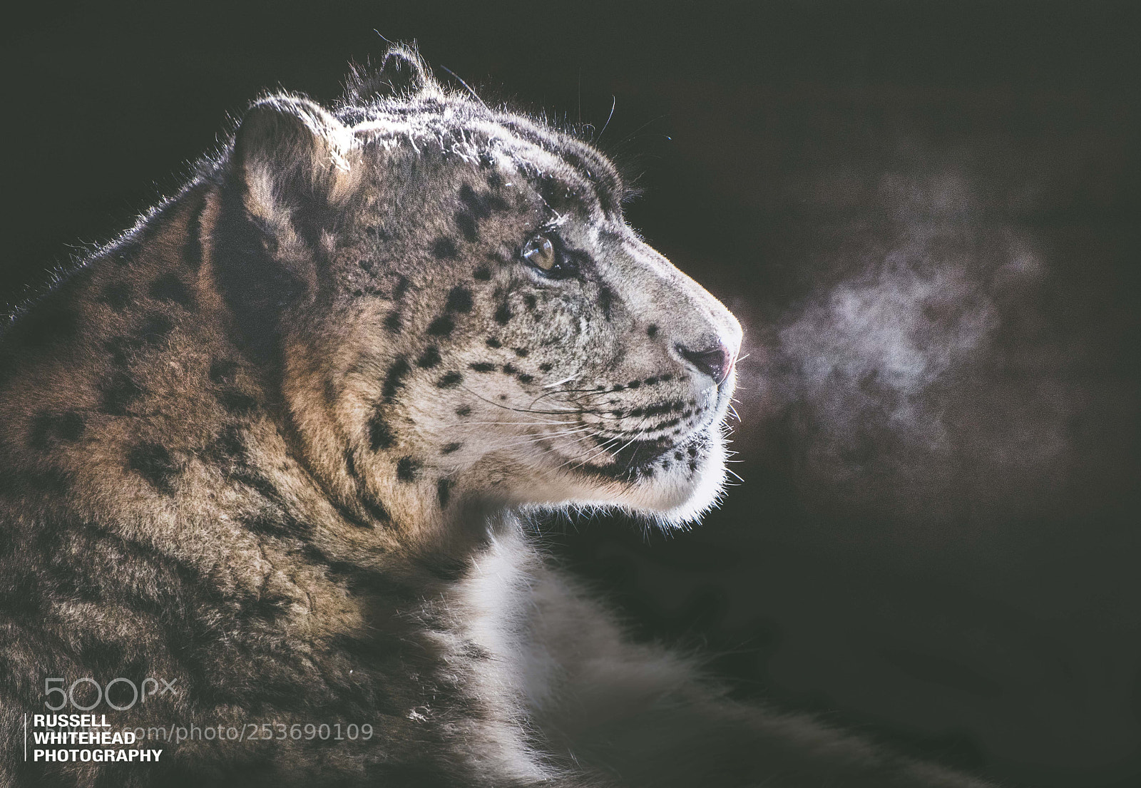 Nikon D810 sample photo. The snow leopard photography