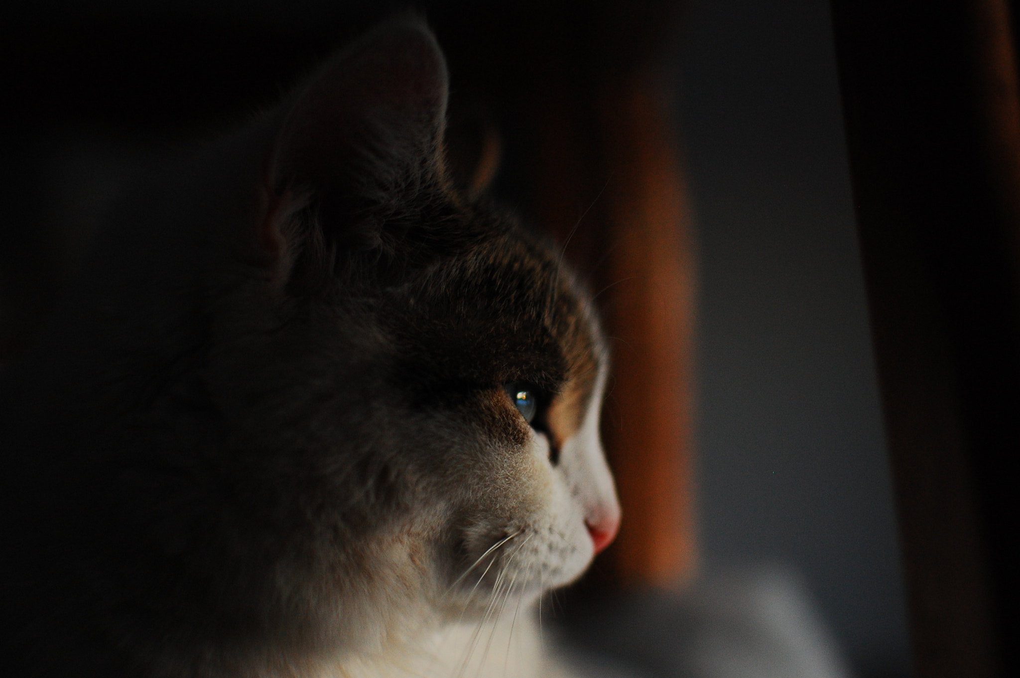 Nikon D40 sample photo. Cat photography