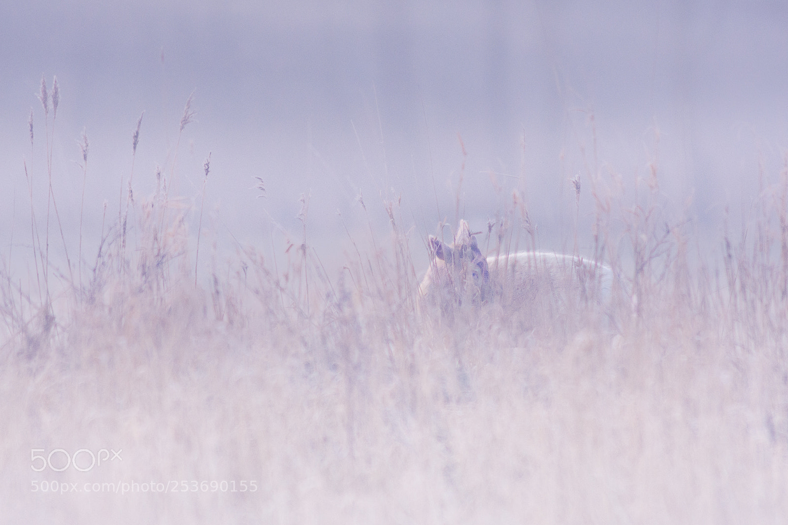Nikon D7200 sample photo. Fawn washed in fog photography