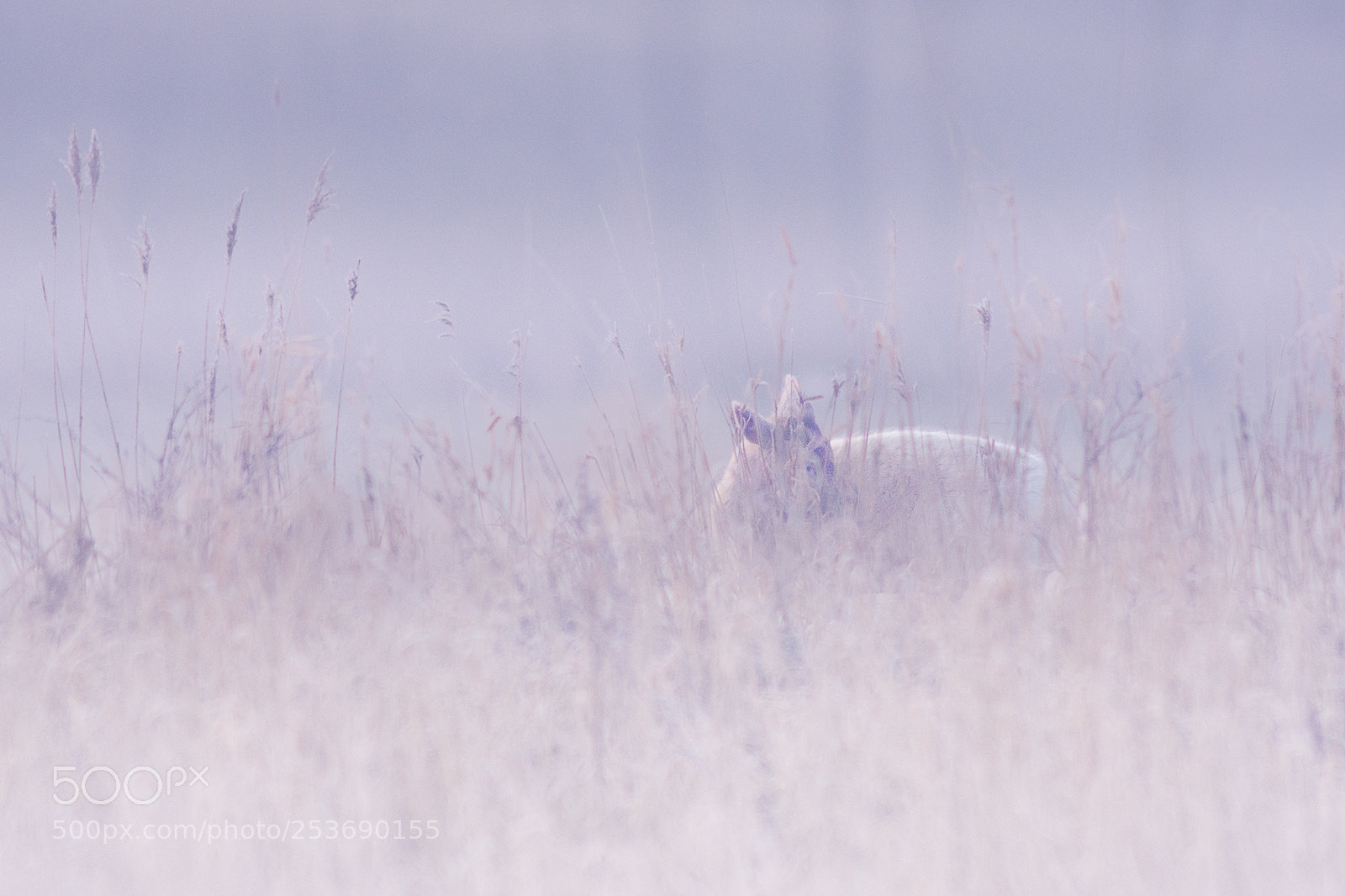 Nikon D7200 sample photo. Fawn washed in fog photography