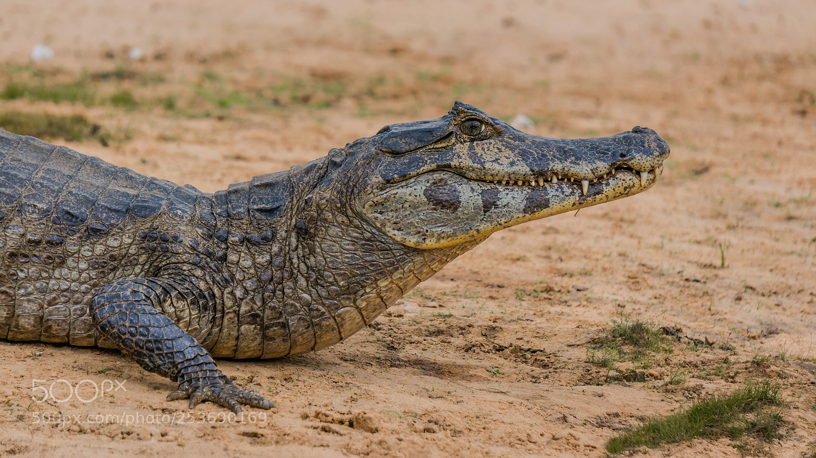 Sony Alpha NEX-5R sample photo. Kaiman, pantanal, brazil photography