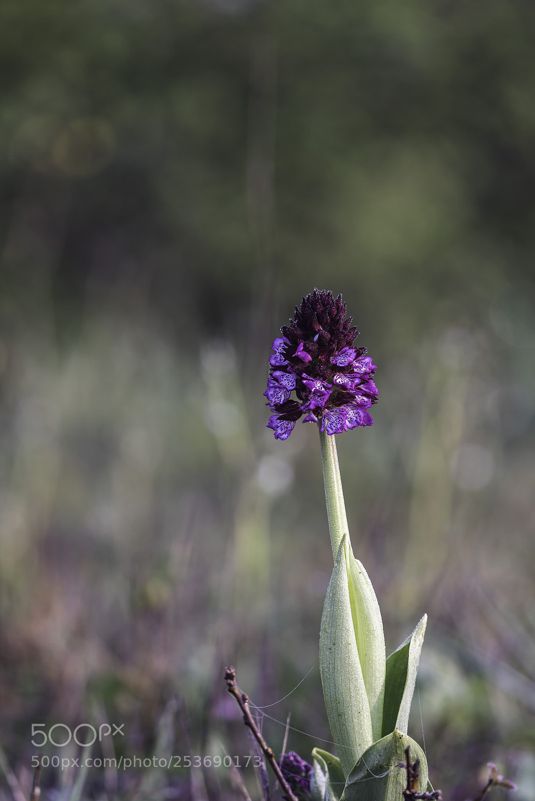 Nikon D750 sample photo. Orchis purpurea photography