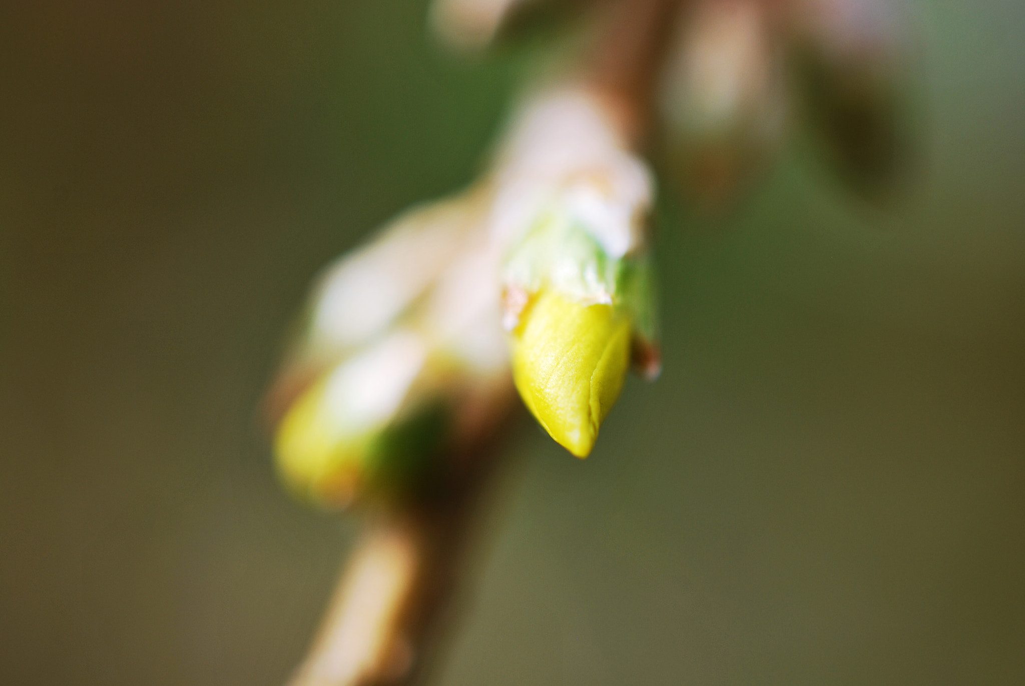 Nikon AF-S DX Micro Nikkor 40mm F2.8 sample photo. Spring photography